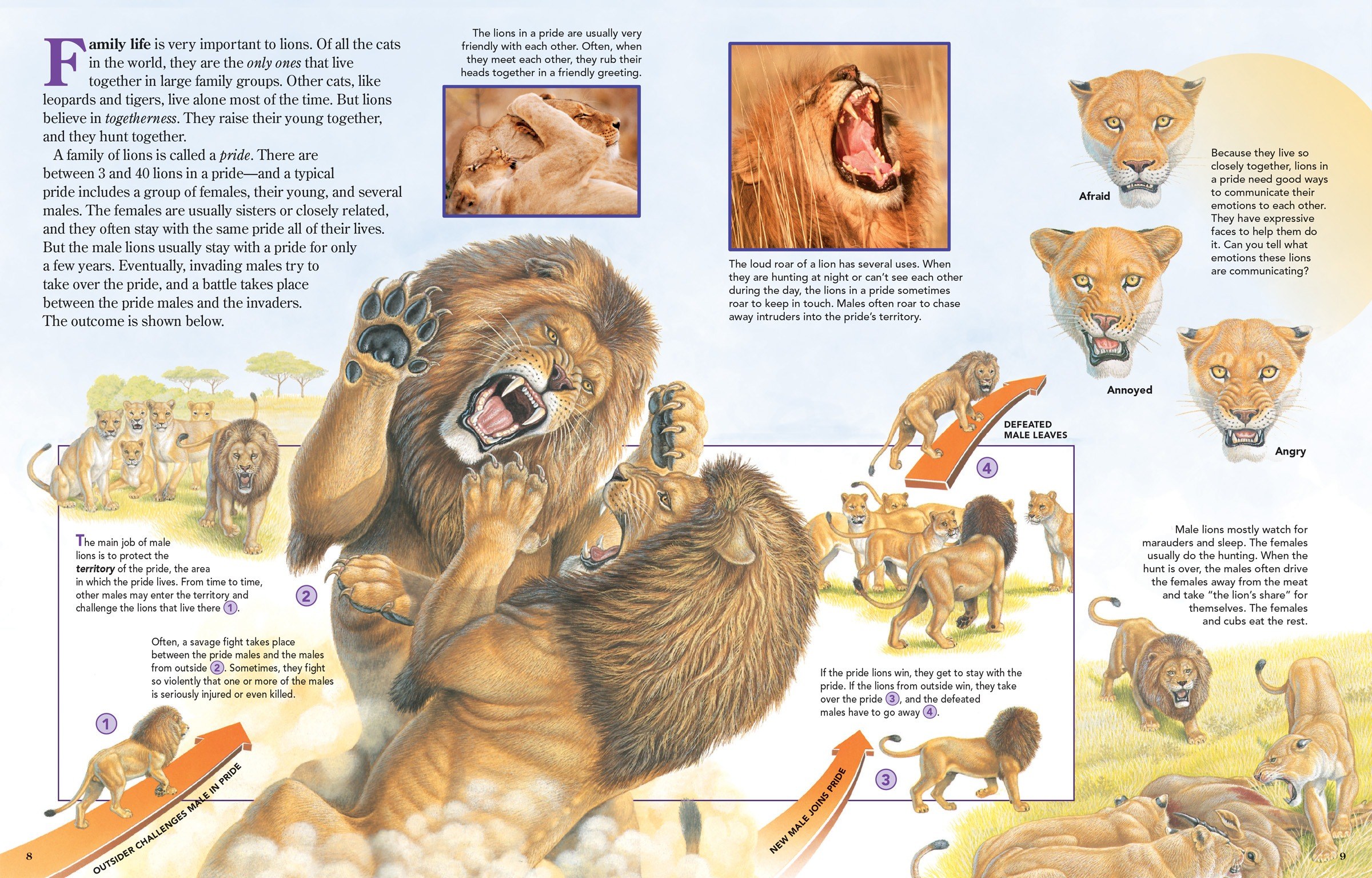 动物交配六亲不认，若流浪雄狮长大后，遇到自己的母亲咋办？