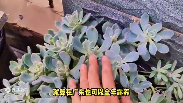 广东发现野生多肉,广东发现一户人家种水果