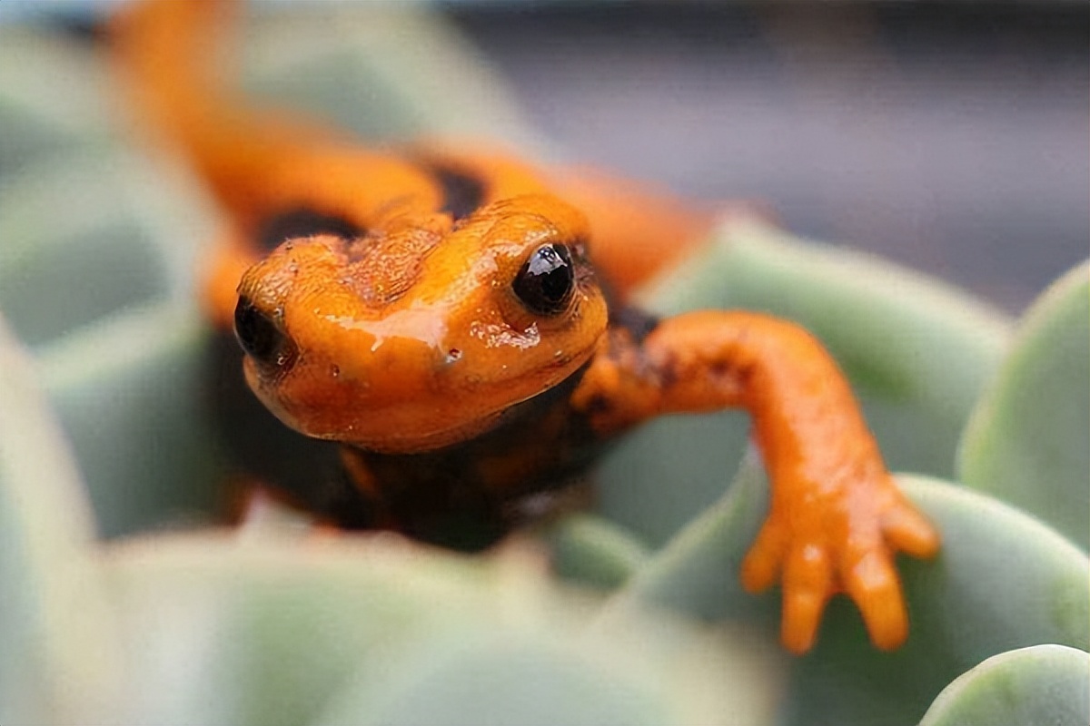 盘点十大难以杀死的动物,被砍了头的鸡还能活多久