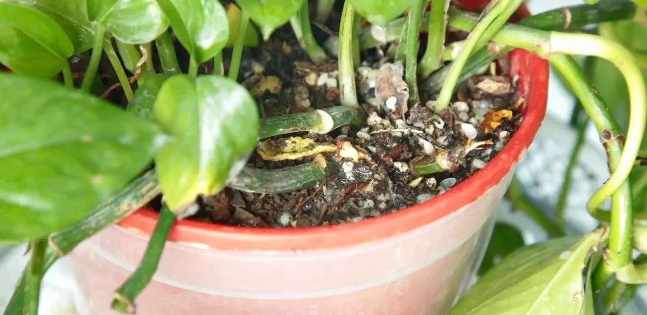 酸奶过期了15天但没开封还能喝吗,过期的酸奶还能怎么用