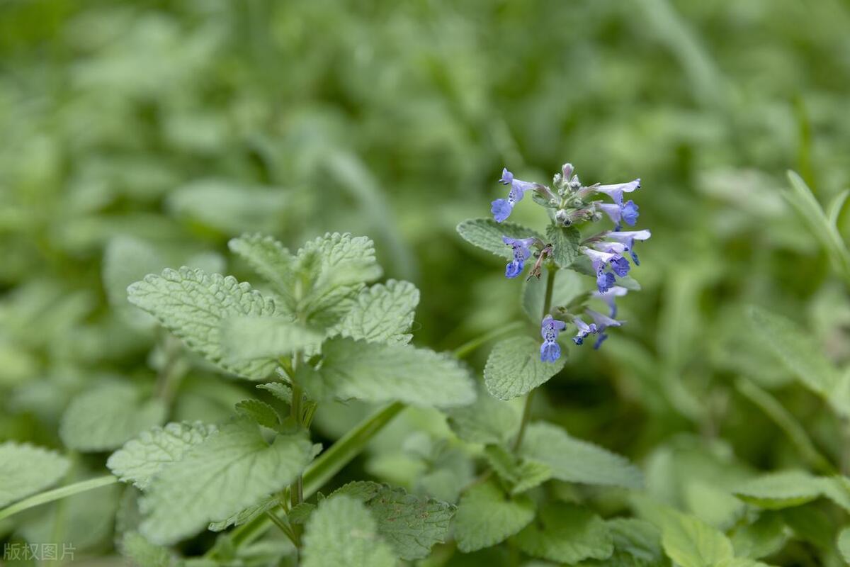 这5种驱蚊的植物你一定要知道,驱蚊子的植物花草可以驱蚊吗