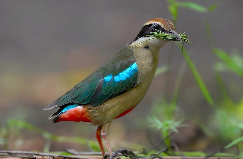 所有鸟图片大全大图,50张最佳鸟类摄影作品