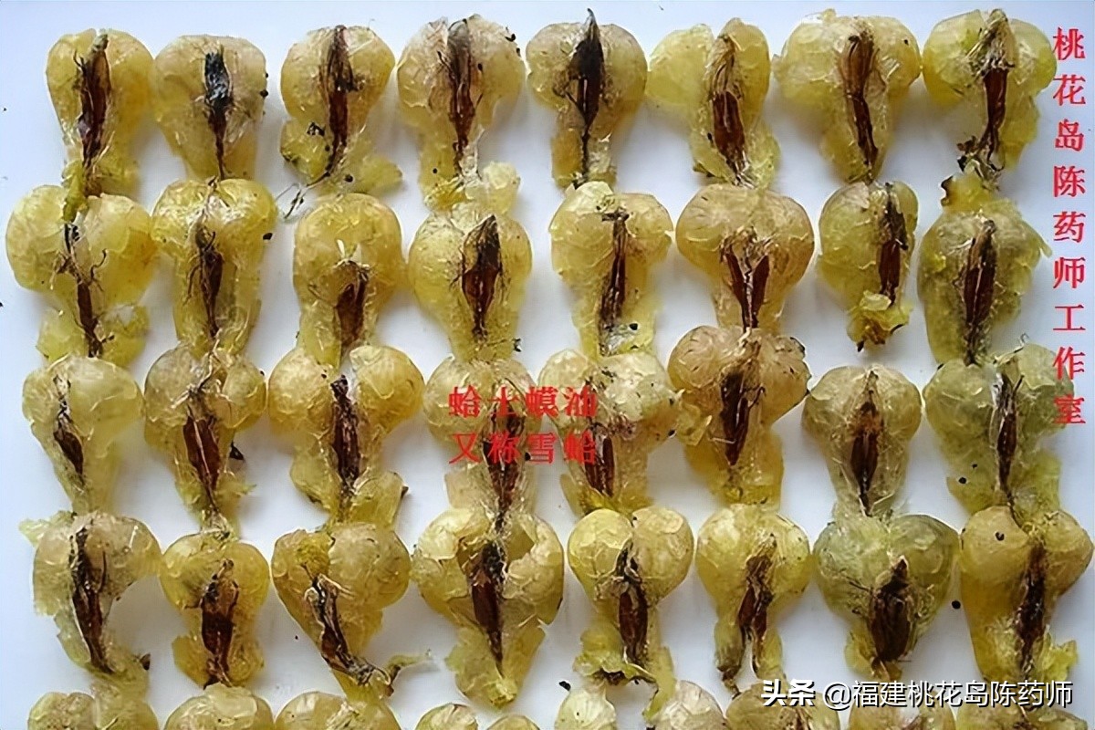 20味补阴中药的药性及功效