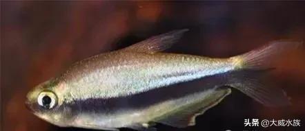 新手必养灯科鱼,灯科群游