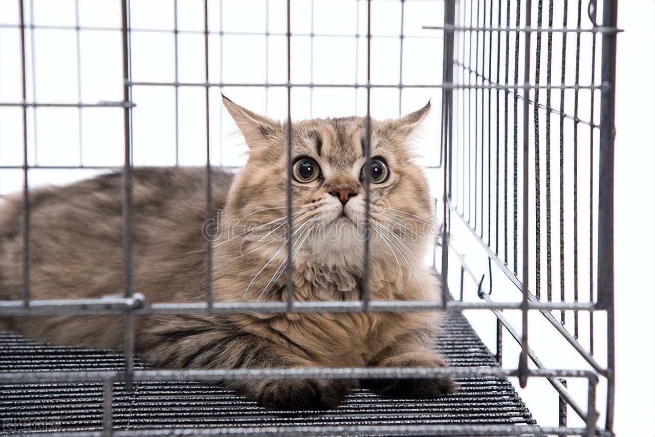 猫咪猫癣治疗全过程,猫咪治疗猫癣大概多少钱