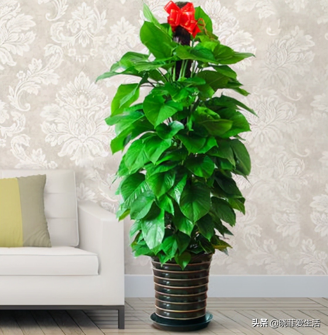 客厅象征发财的盆栽有哪些,客厅养什么绿植最旺财