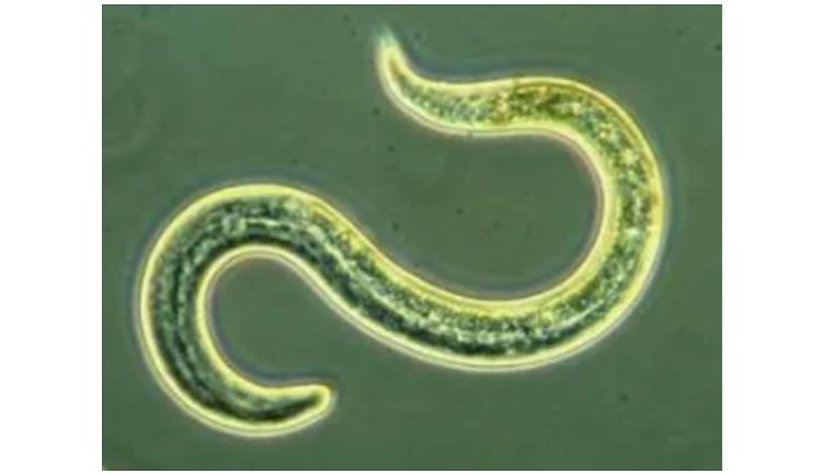 区分福寿螺肉与田螺肉,福寿螺吃不吃田螺