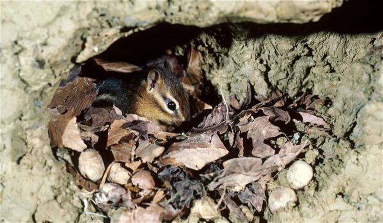 蛇冬眠为什么不被饿死,蛇冬眠为什么要杀死