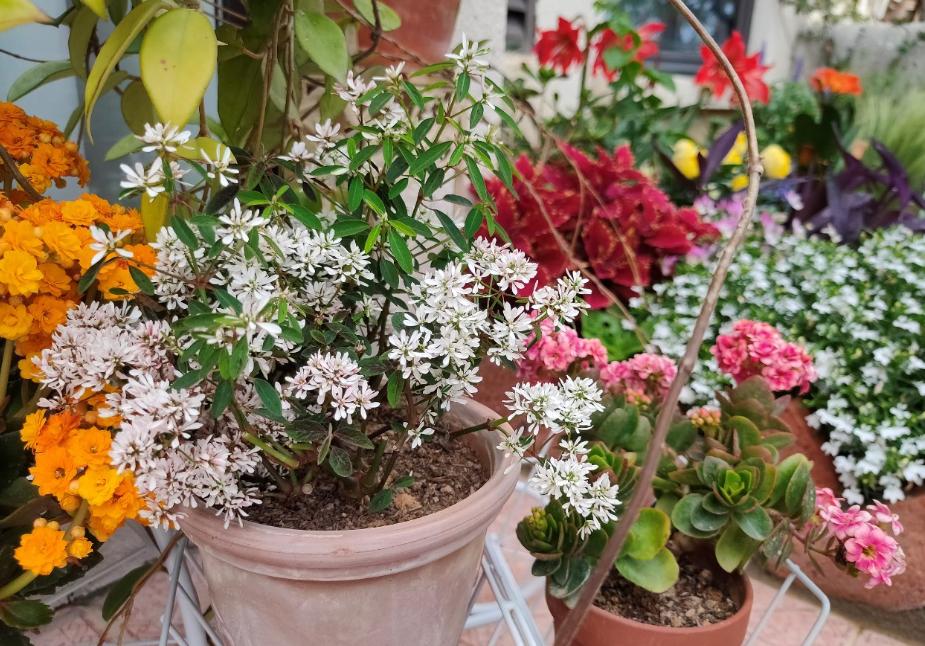 盆土板结最简单方法,盆土板结小妙招