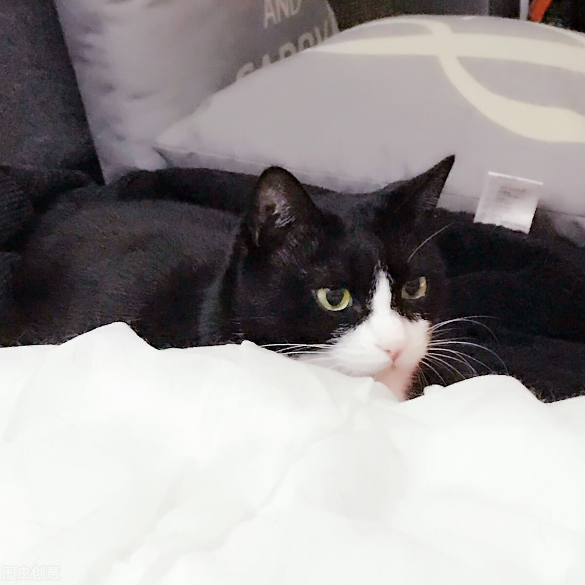 中华田园猫黑猫和孟买猫怎么区分,中华田园猫12个品种图哪个最好养