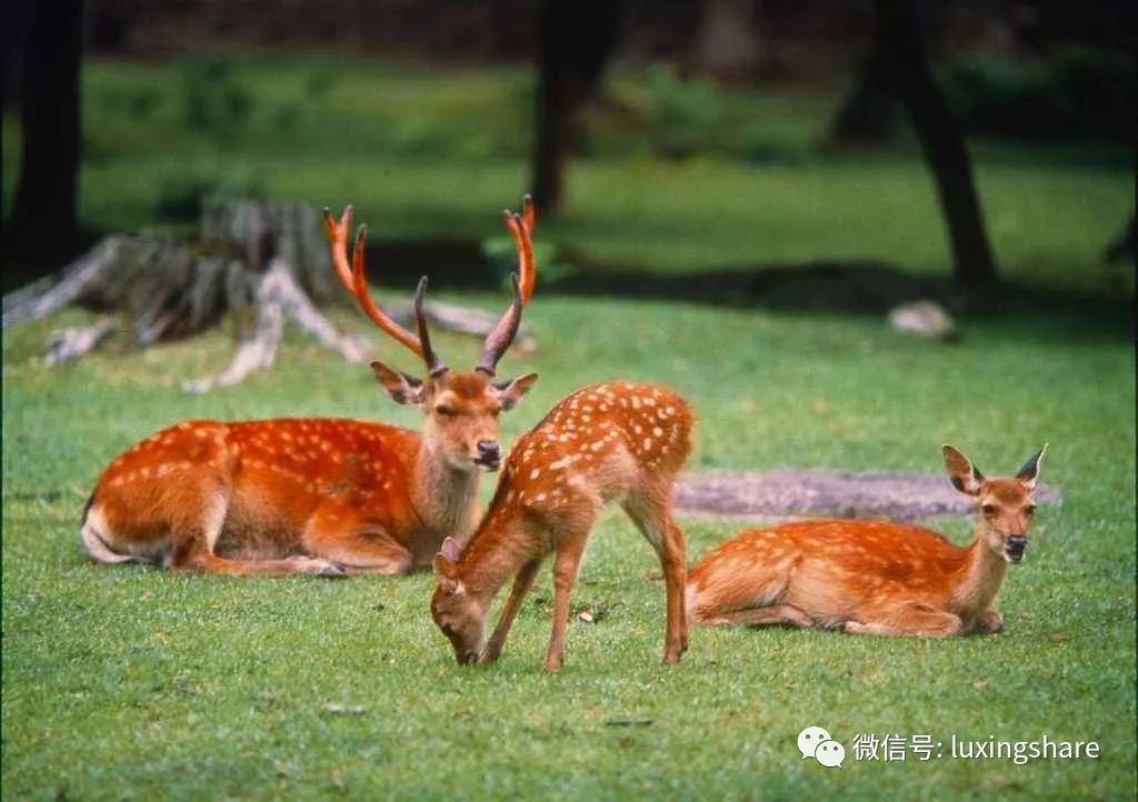 旅游攻略日本签证,日本签证教学视频
