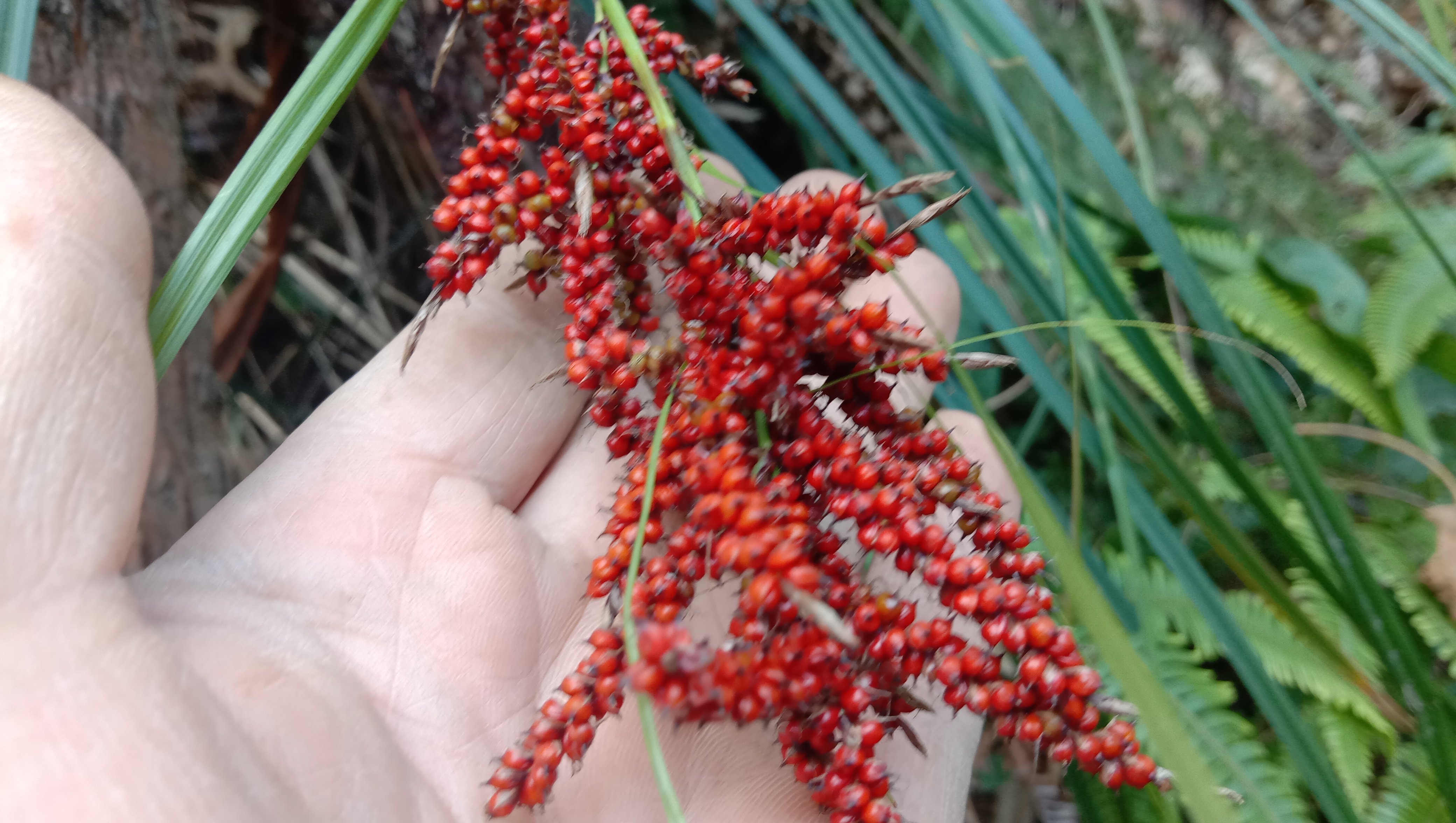 山上的“红米”像“糖葫芦”,浆果薹草根煮水调经止血