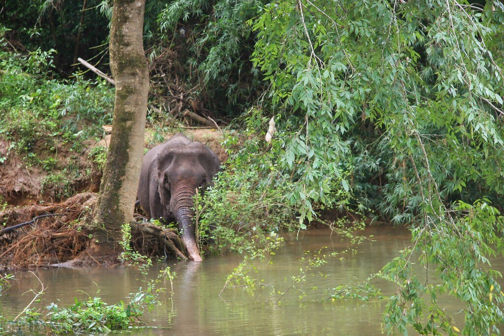 2021年一路北上闪耀的星，大象，会怕老鼠？看完你会有新的发现