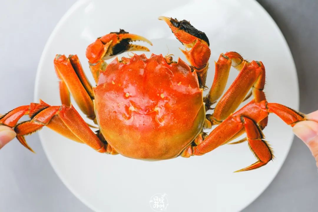 2049年阳澄湖大闸蟹开捕时间,2021阳澄湖大闸蟹捕捉时间