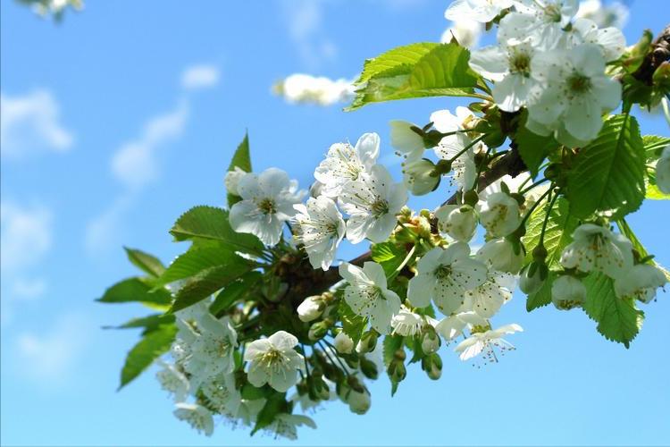 五句与春天有关的诗词,关于春天的100首经典诗词