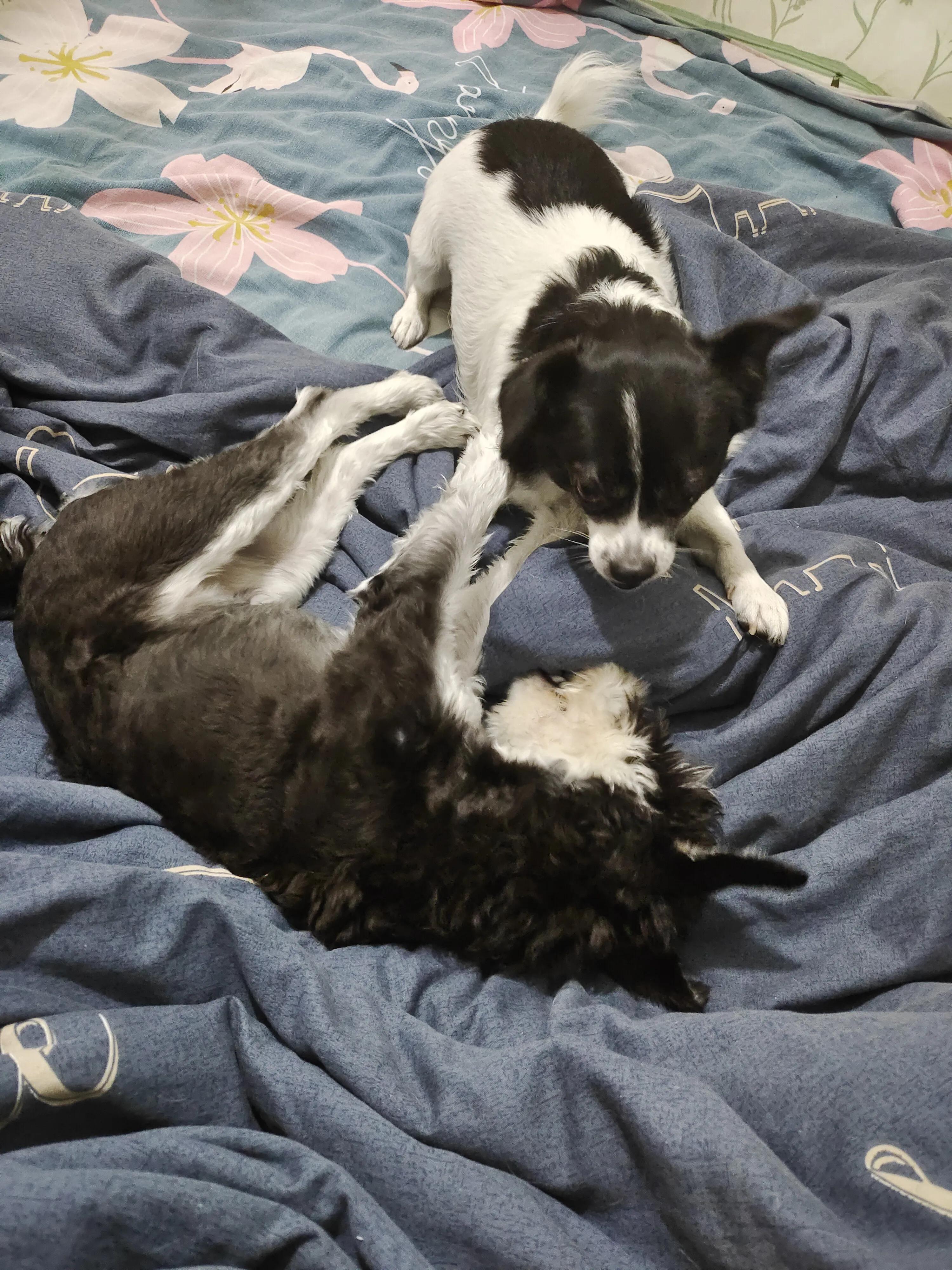 拉布拉多最科学简单的自制狗粮,自制狗粮简单教程