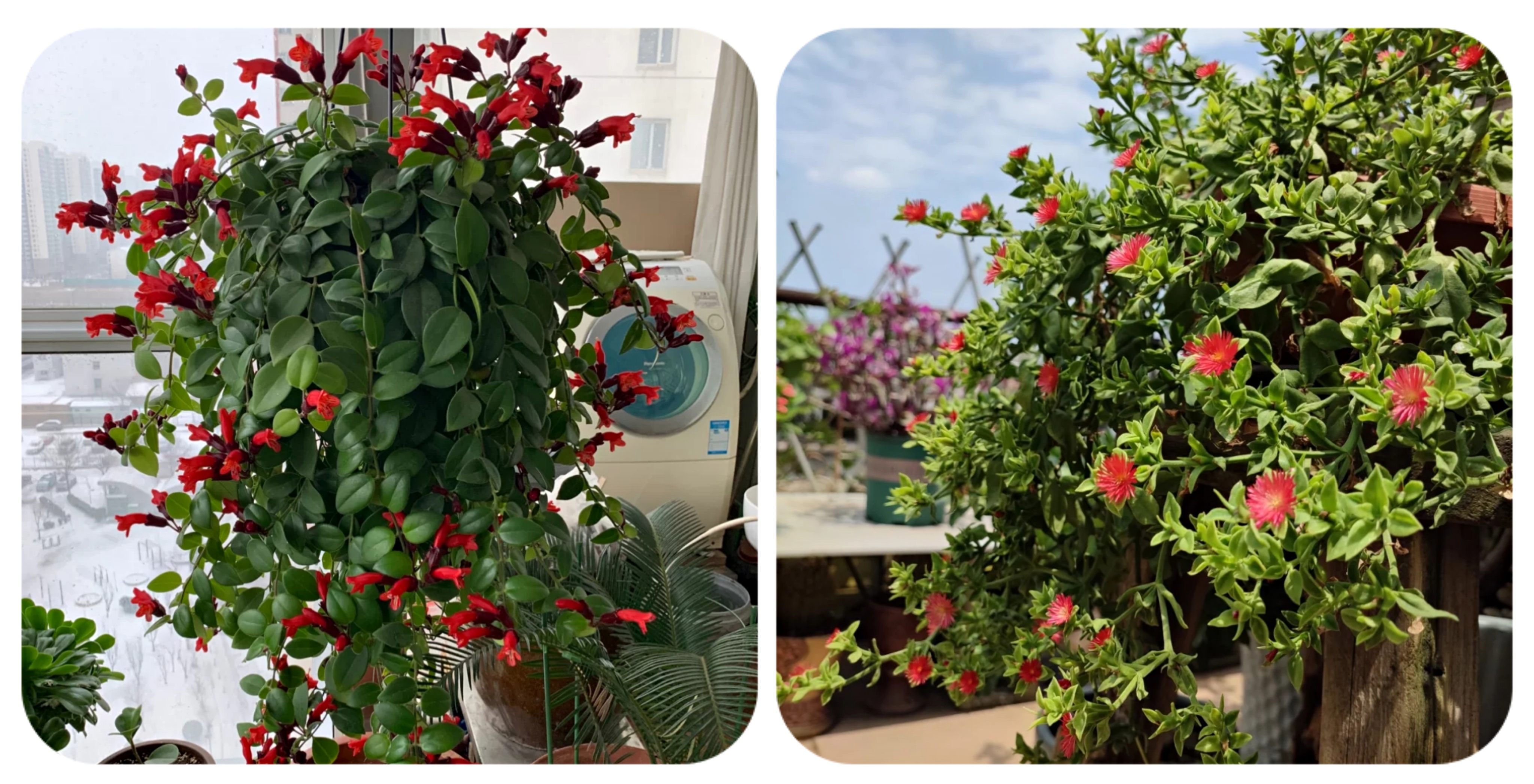 100种花能养在阳台上，50种开花的，40种绿植，10种蔬果