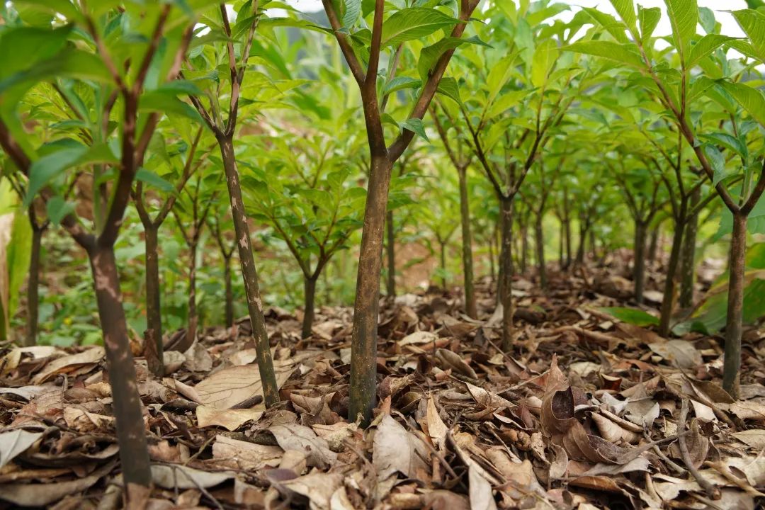 「强国复兴有我」看绿春最强创业搭档，将“小魔芋”变身“金疙瘩”