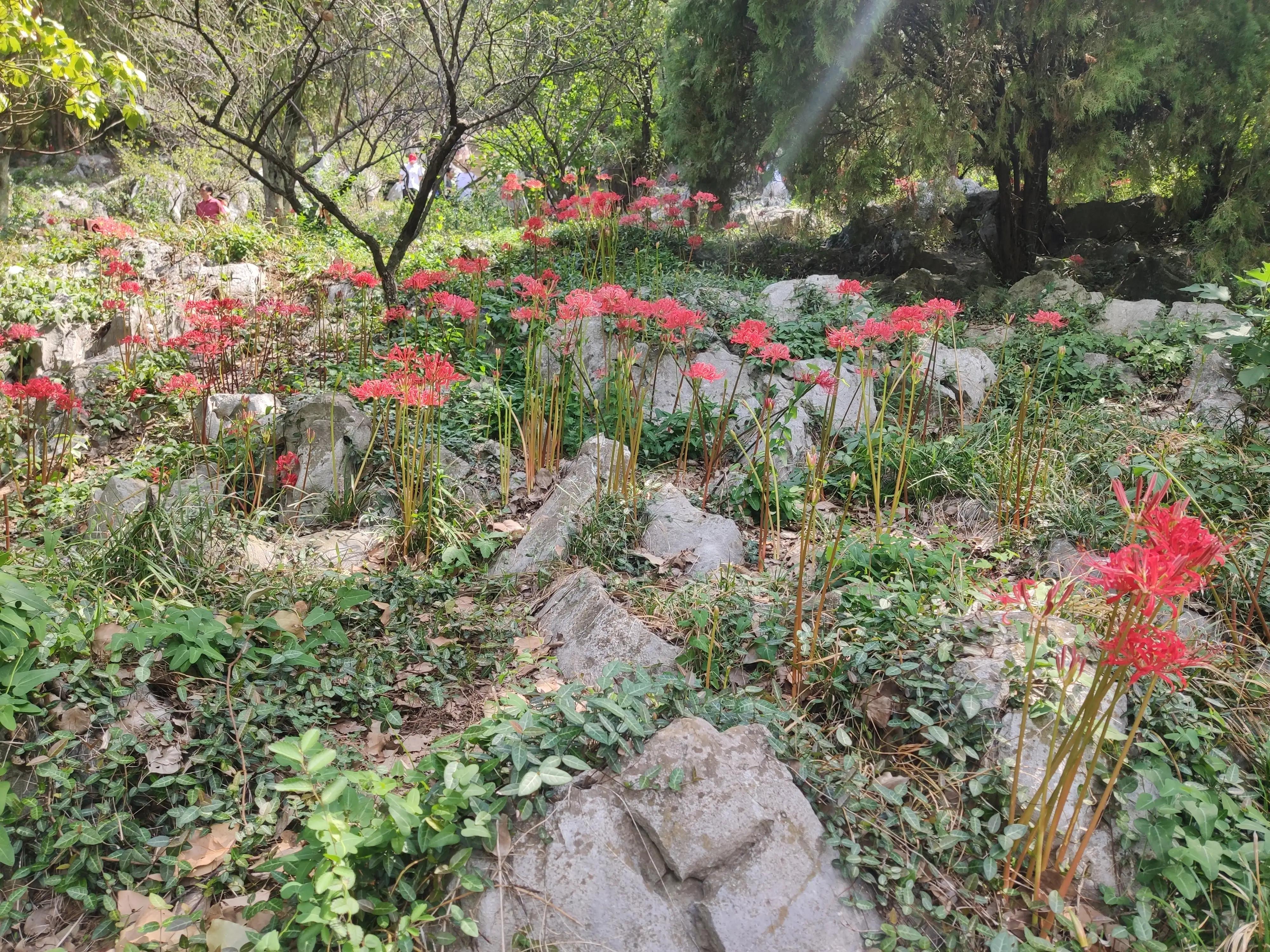 苏州金庭西山旅游攻略,苏州西山金庭古镇