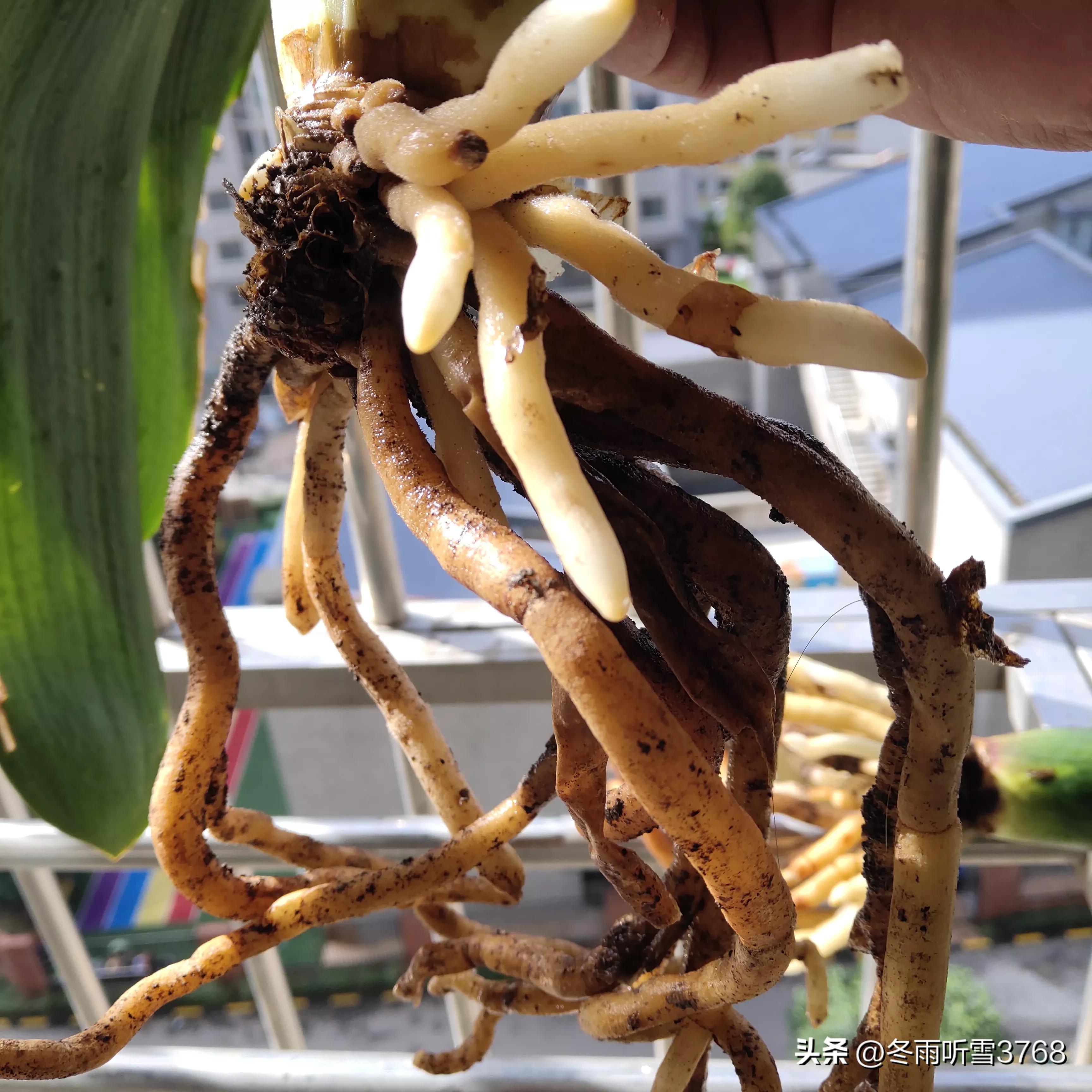 君子兰秋季换盆的最佳时间,现在是秋季君子兰换盆可以吗