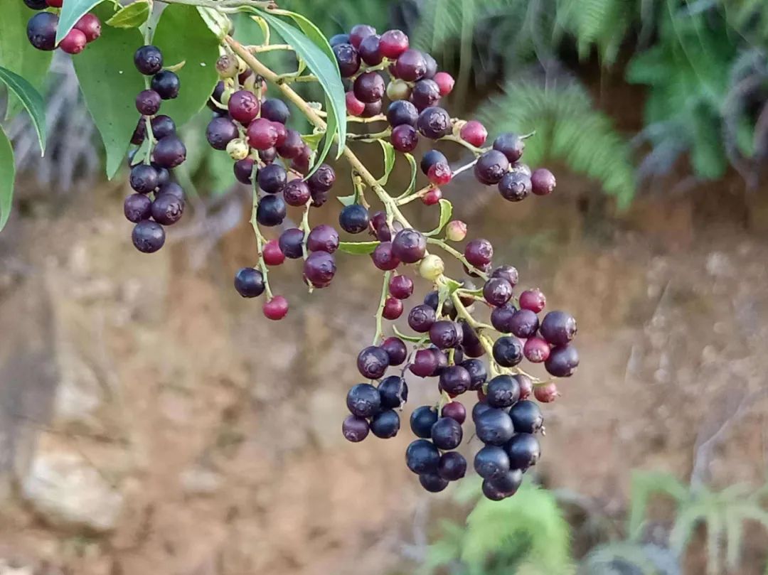 南烛，白天不懂夜的黑，饭的黑你可能也不懂｜花名册No.00174