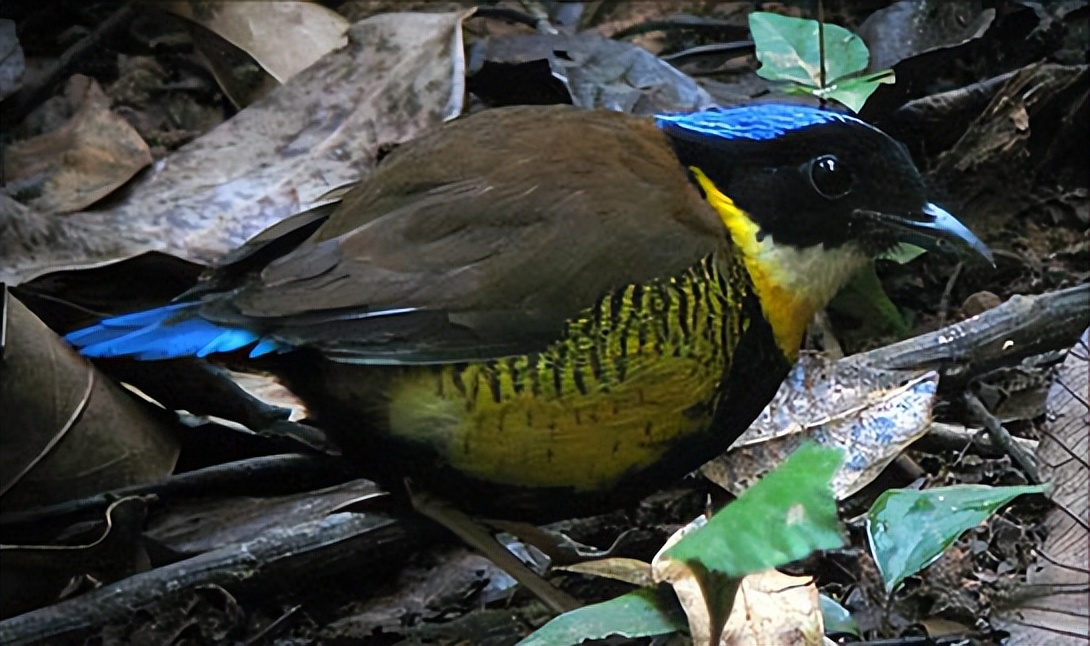 所有鸟图片大全大图,50张最佳鸟类摄影作品