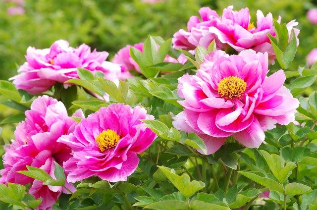 最美的国花牡丹,美丽壮观的国花牡丹