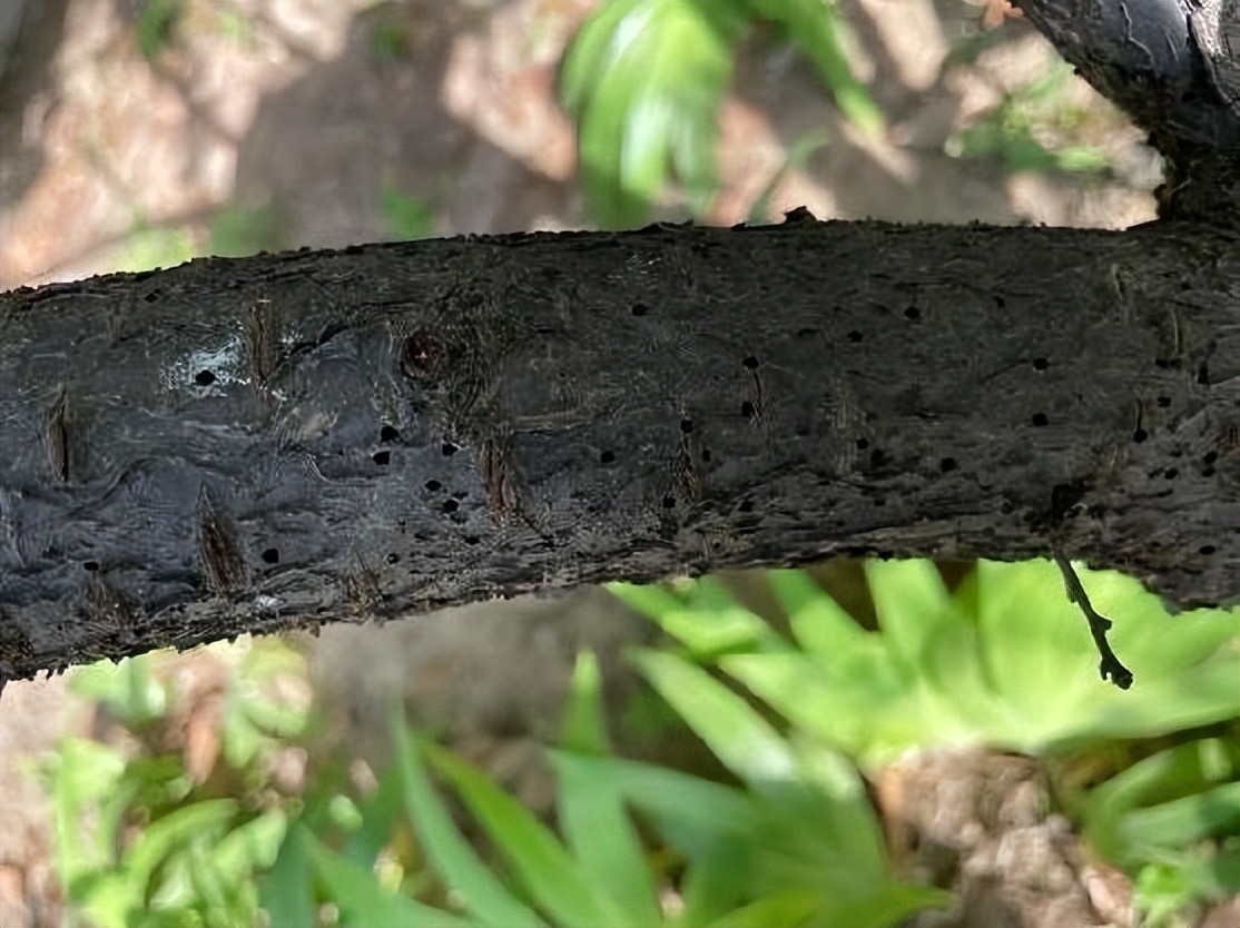 12月份园林绿化养护工作重点,元月份园林养护重点工作