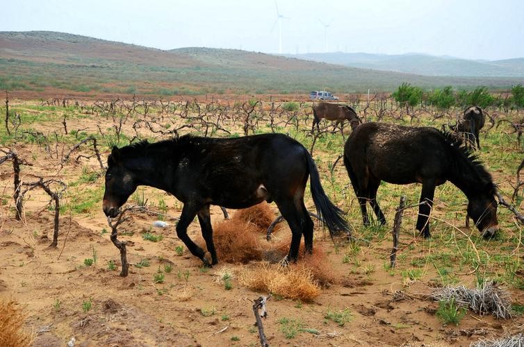 突破基因枷锁会怎样,普通马和斑马杂交是否可育