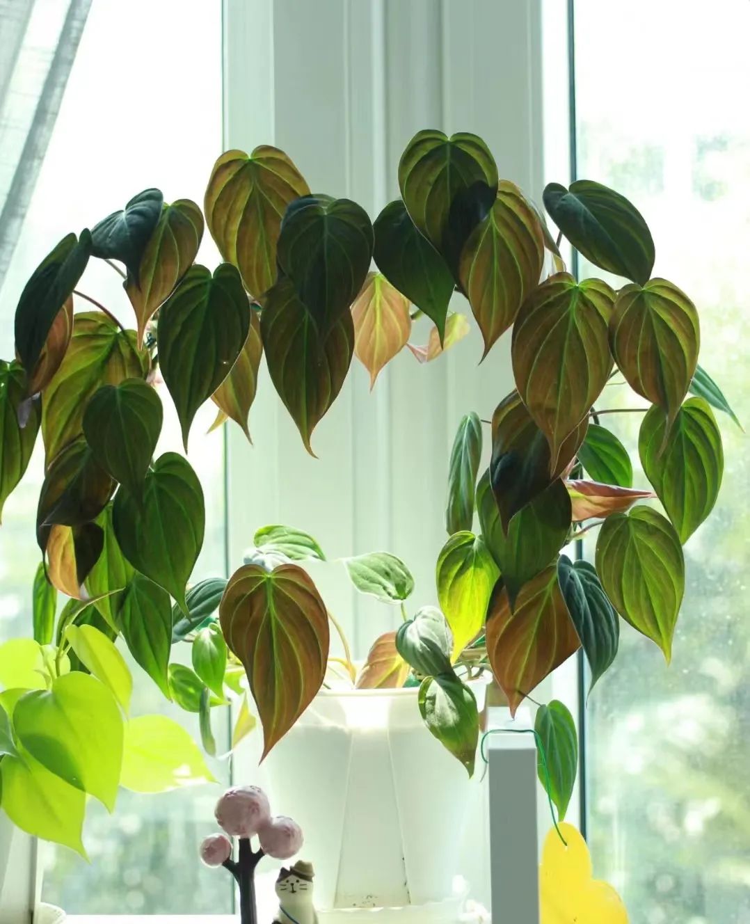 盘点24个常见蔓绿绒品种，叶色靓丽颜值高，总有一款撬动你的心！