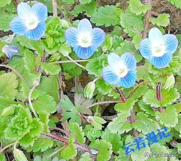 田园春色原创,春天田园春色