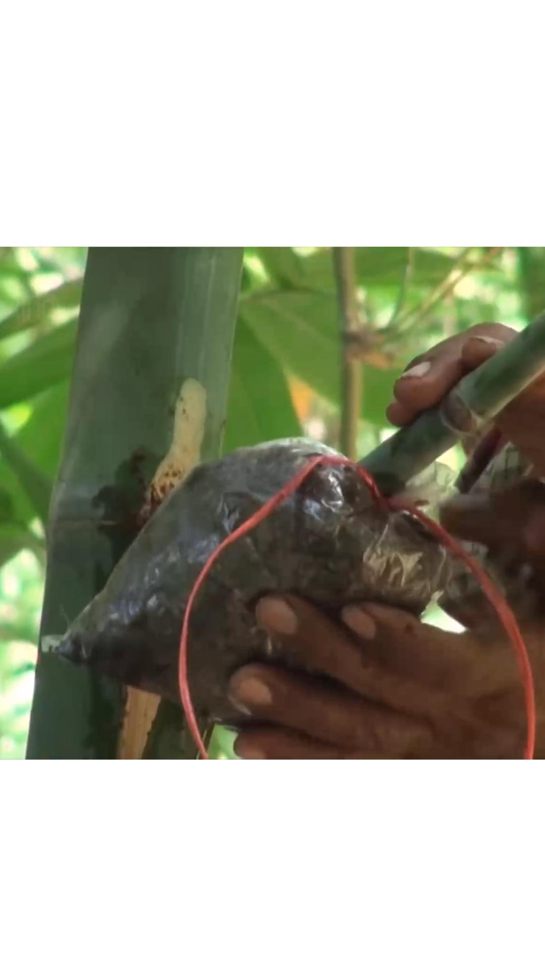 什么竹子适合种植在庭院,关于竹子种植的几种方法