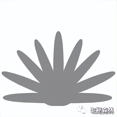 龙舌兰难养的品种,金边龙舌兰品种大全