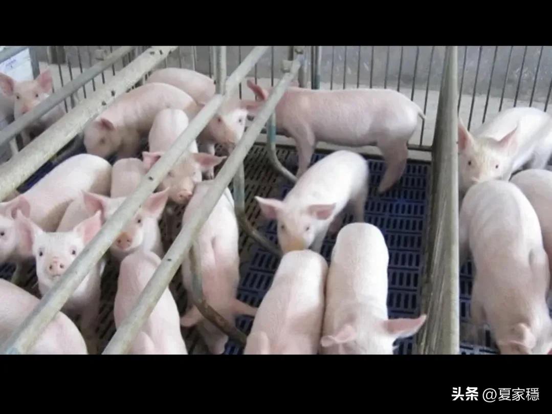 养殖创业致富经,穷小伙借2万块钱