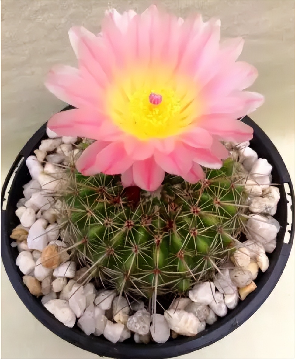 耐旱的花秋冬需要少浇水吧,这6种花就喜欢水多越浇越爆盆