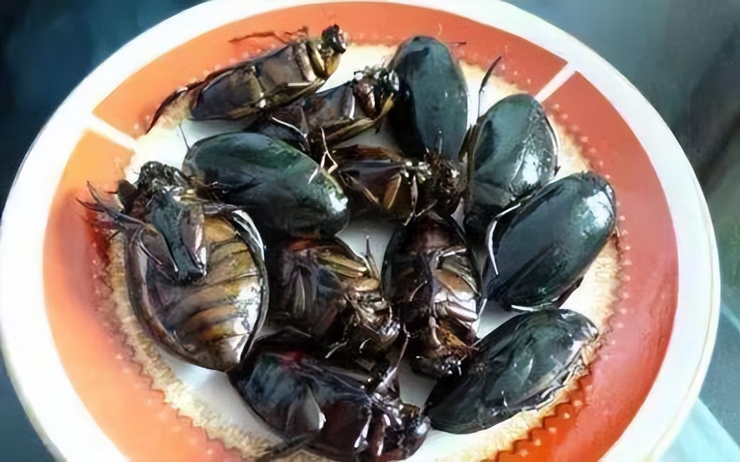 丛林探险美食大全,真正的丛林美食有哪些