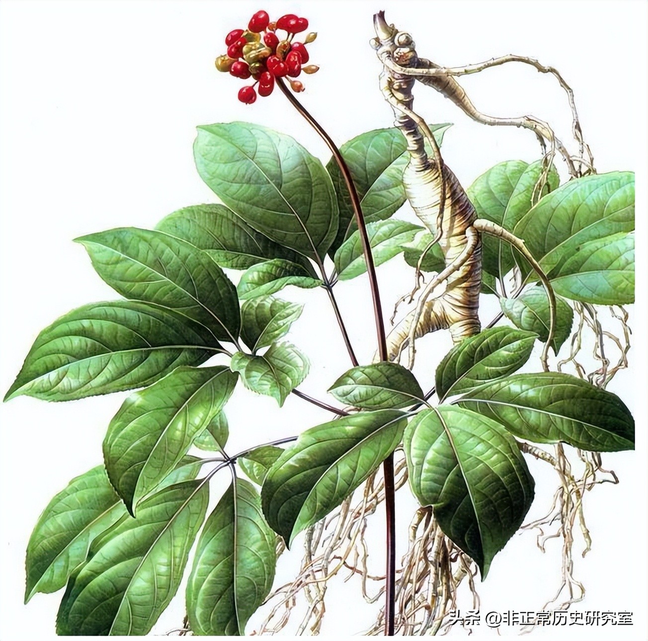 1718年法国一艘货船和清朝贸易，彻底改变了中国用人参的历史