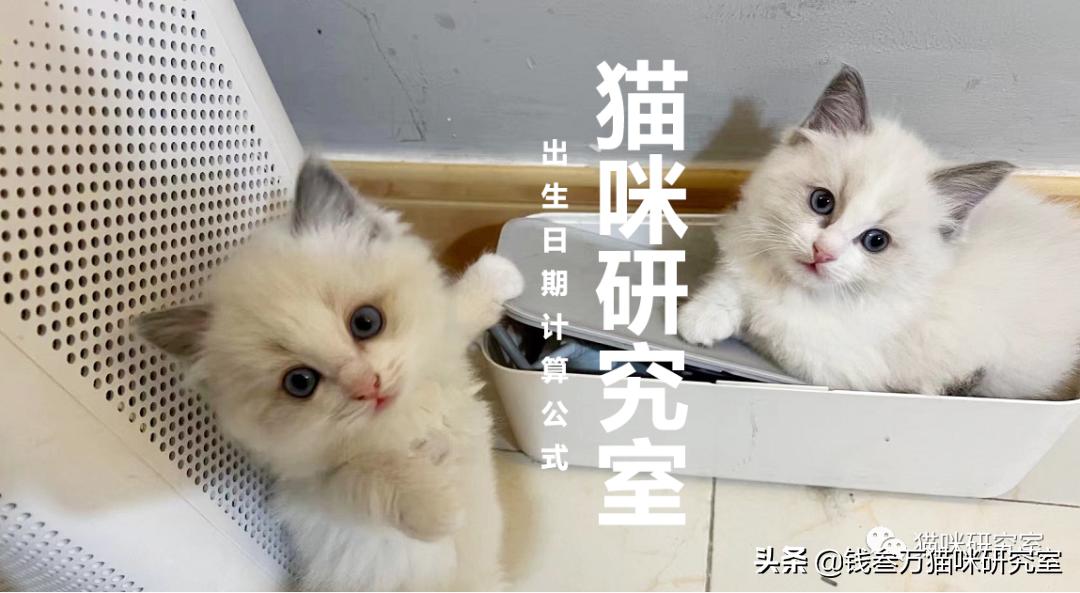 猫怀孕多少天b超能看几个崽,b超怎么看母猫是否怀孕