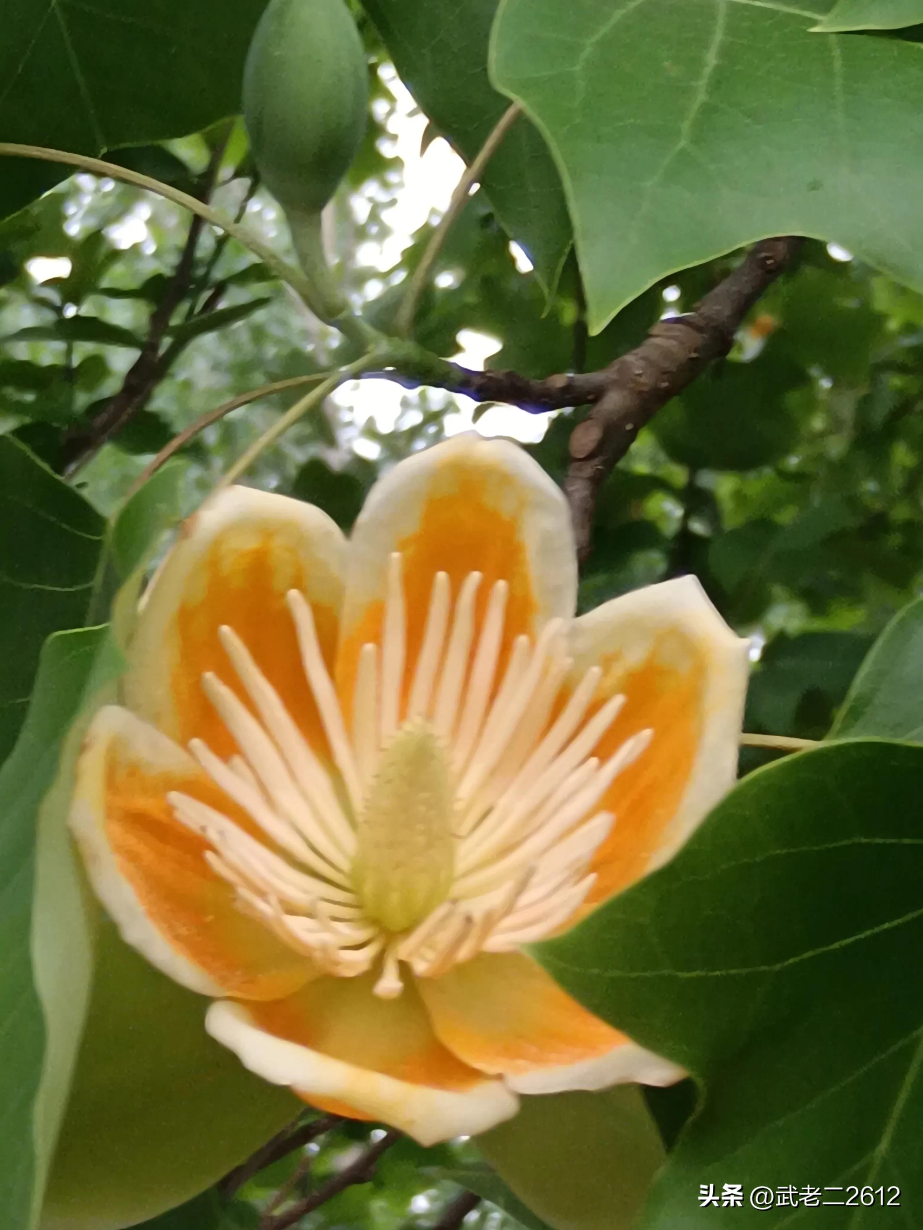 一个为我折树上莲花灯的人