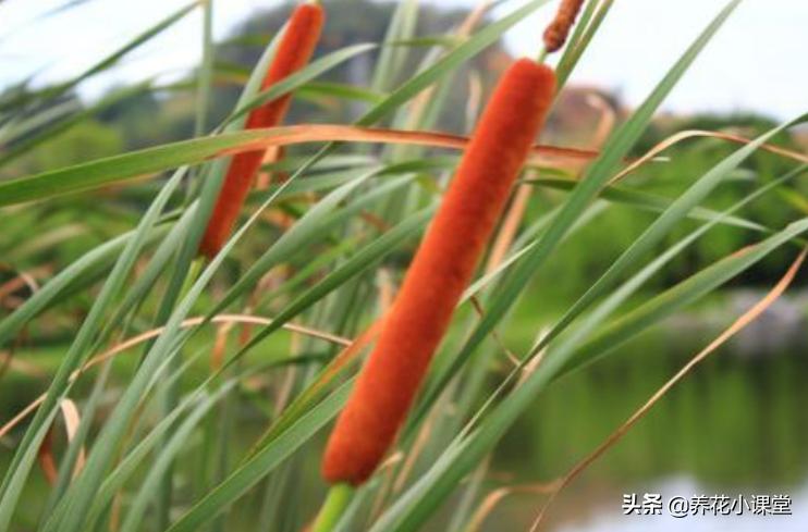 农村常见野草香肠草,香肠草种植前景