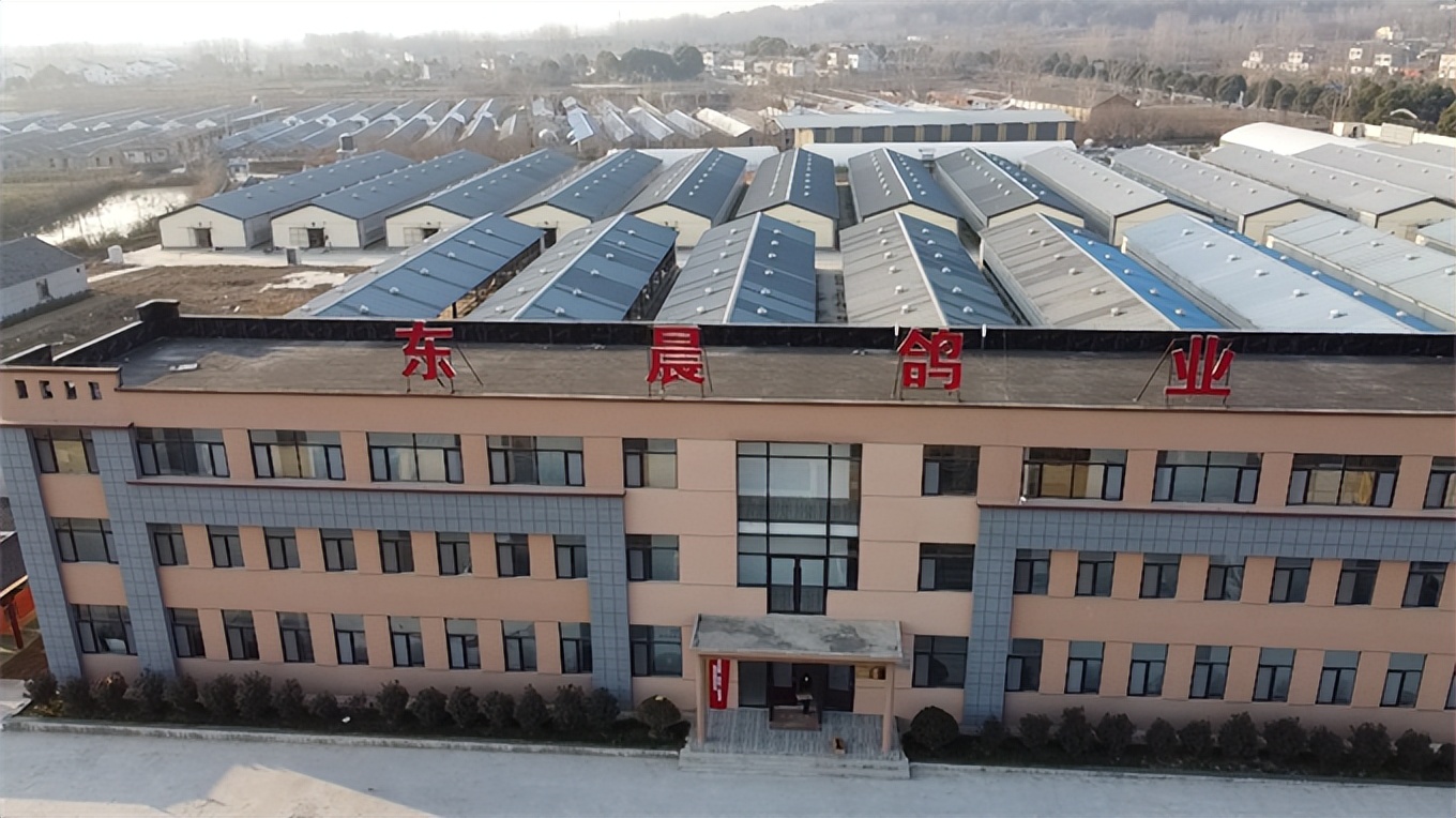 小鸽子大产业致富路,小鸽子铺就致富路