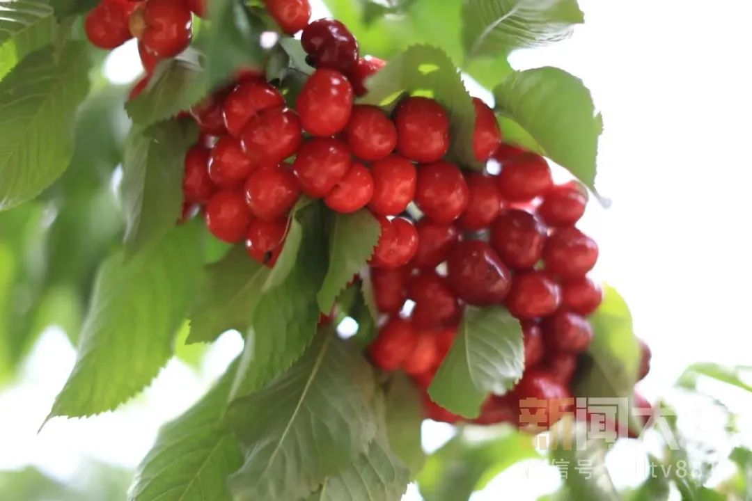 五一樱桃采摘攻略路线,新鲜樱桃采摘自驾路线