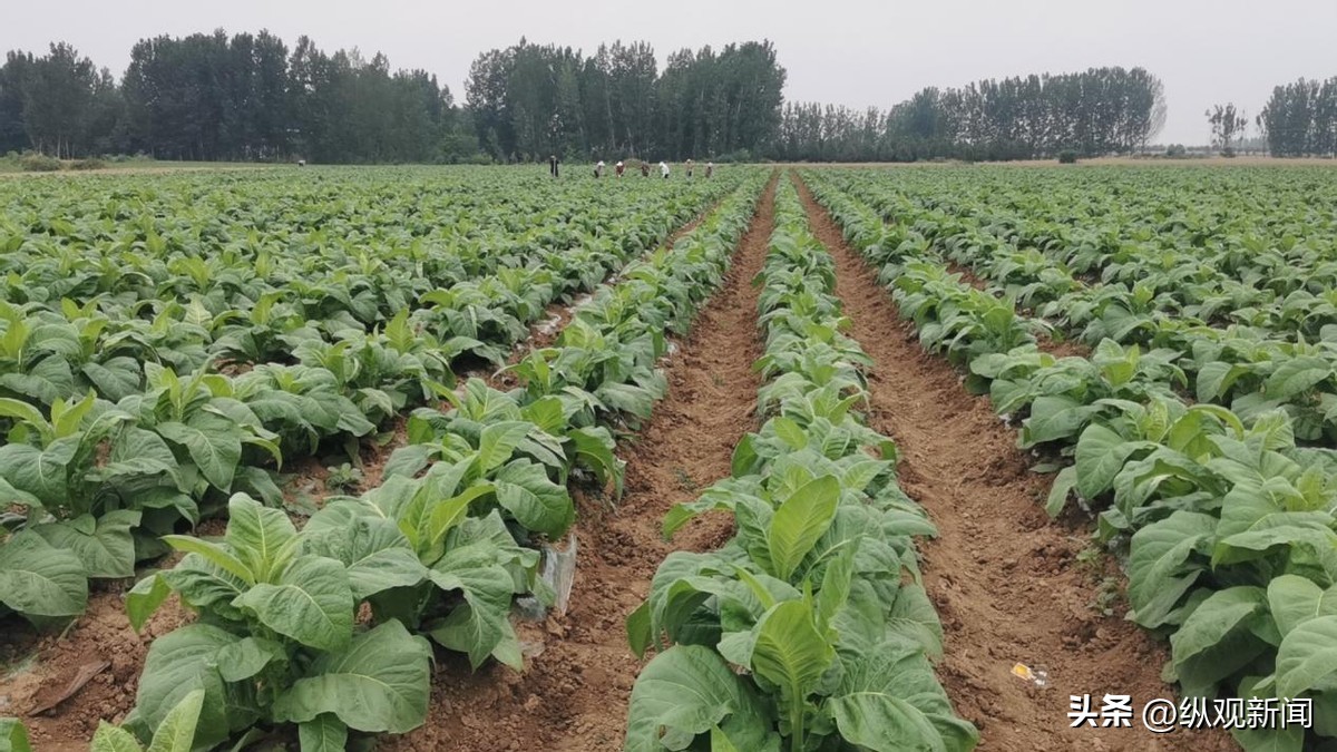 方城县烟叶种植,方城县广阳镇附近种植烟叶