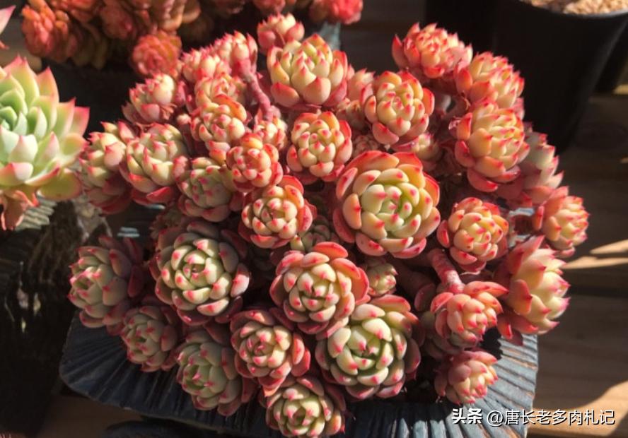 多肉娜娜小勾好出状态吗,多肉娜娜小勾皮实吗