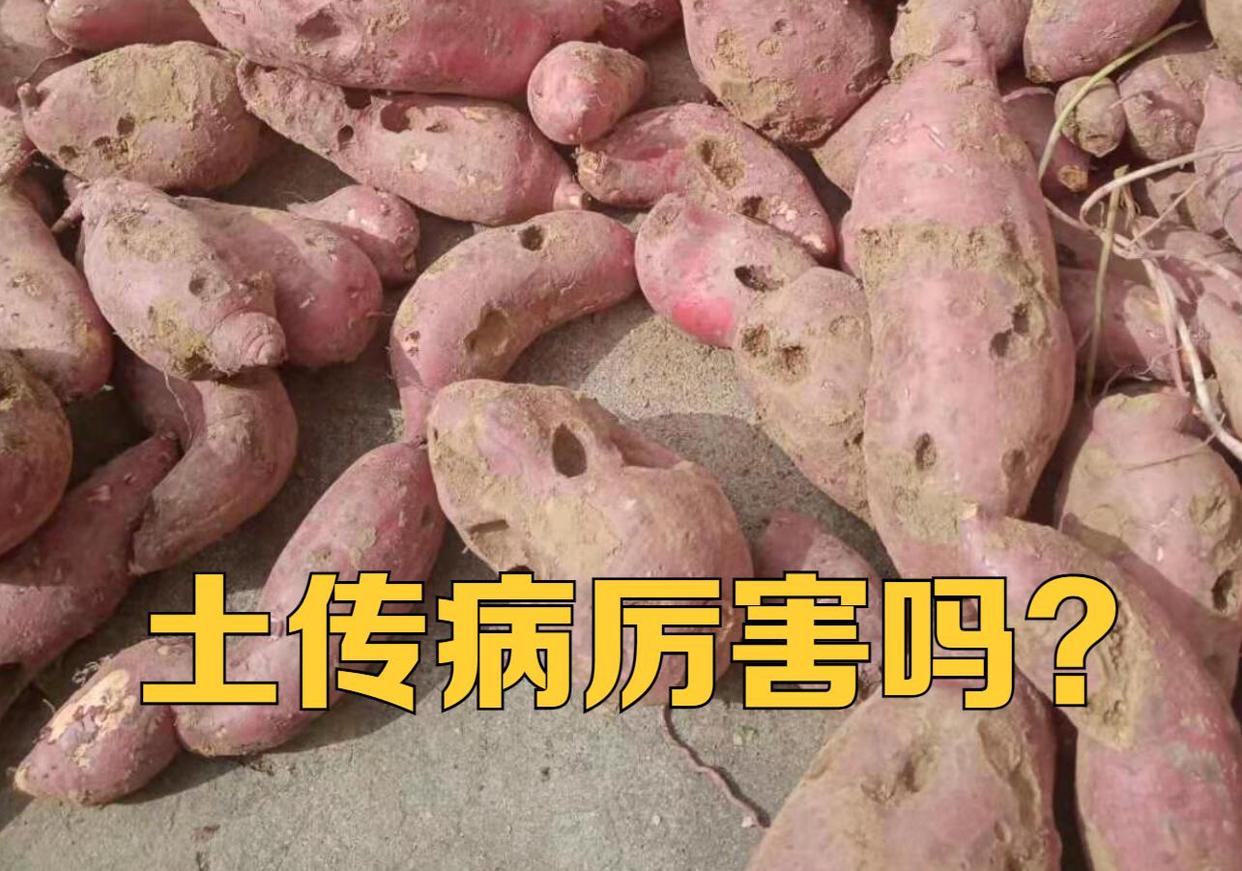 土传病害土壤如何处理,土传病害防不胜防如何彻底解决