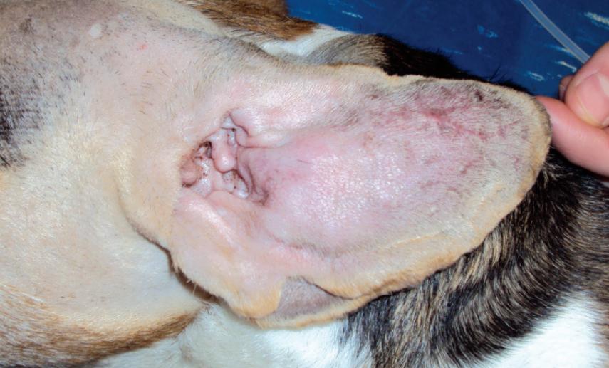 毛孩子脑袋有点发蒙,毛孩耳朵是畸形吗