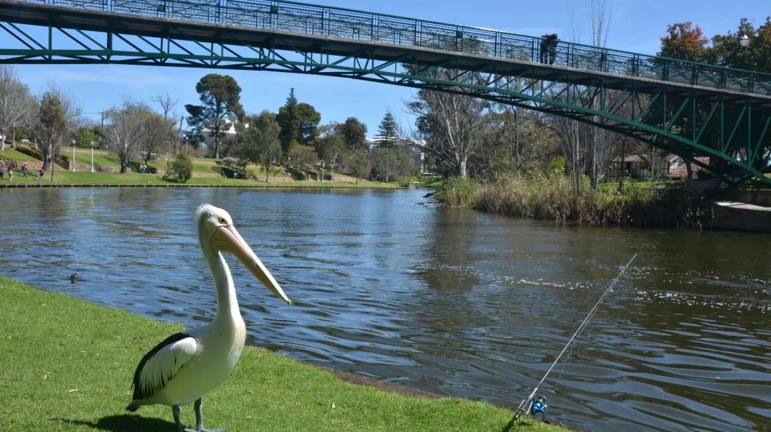 【每周一校】走进“澳洲八大之一”阿德莱德大学