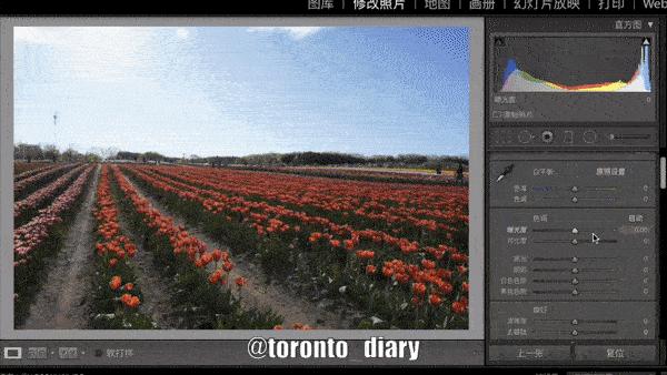 邂逅五彩斑斓的油菜花田,郁金香花田旅游攻略