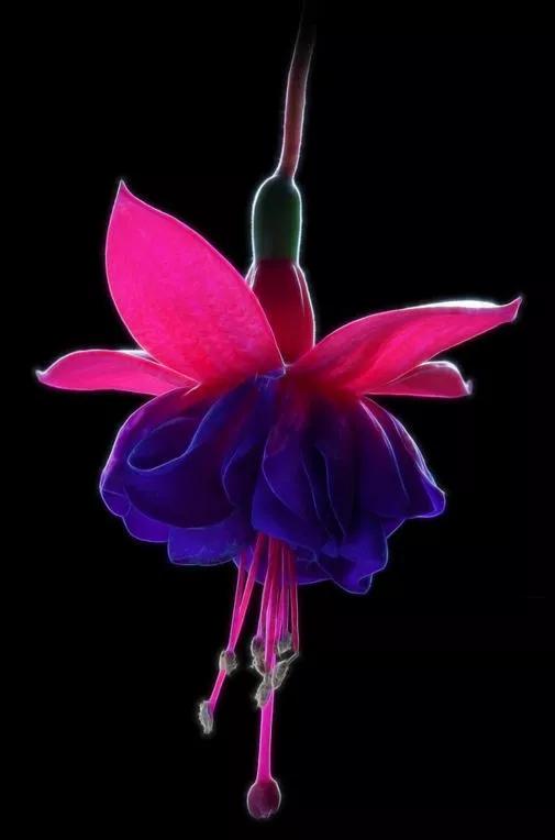 美丽的花倒挂金钟,美丽的倒挂金钟花图片