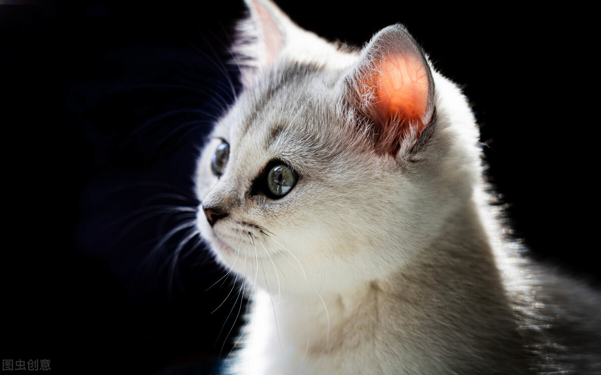 一只猫被无数老鼠咬死,这只猫被一只老鼠欺负了半辈子